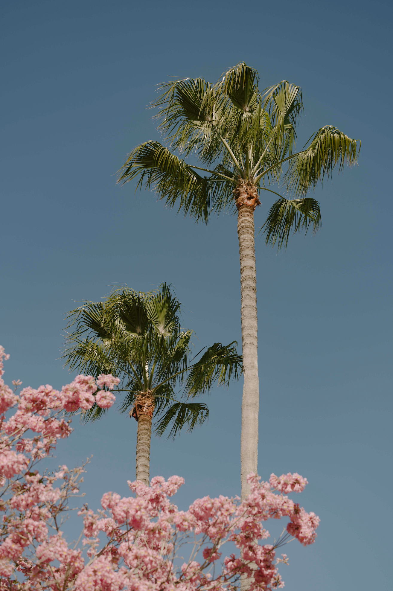 Palm Blossom