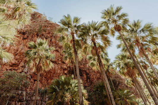 Australian Prints by Mackenzie Sweetnam. Tall palm trees in El Questro, Western Australia.