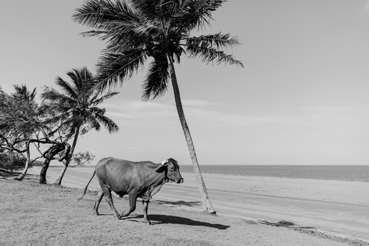 Australian Prints by Mackenzie Sweetnam. A black and white image of a cow walking beside a palm tree in Queensland.