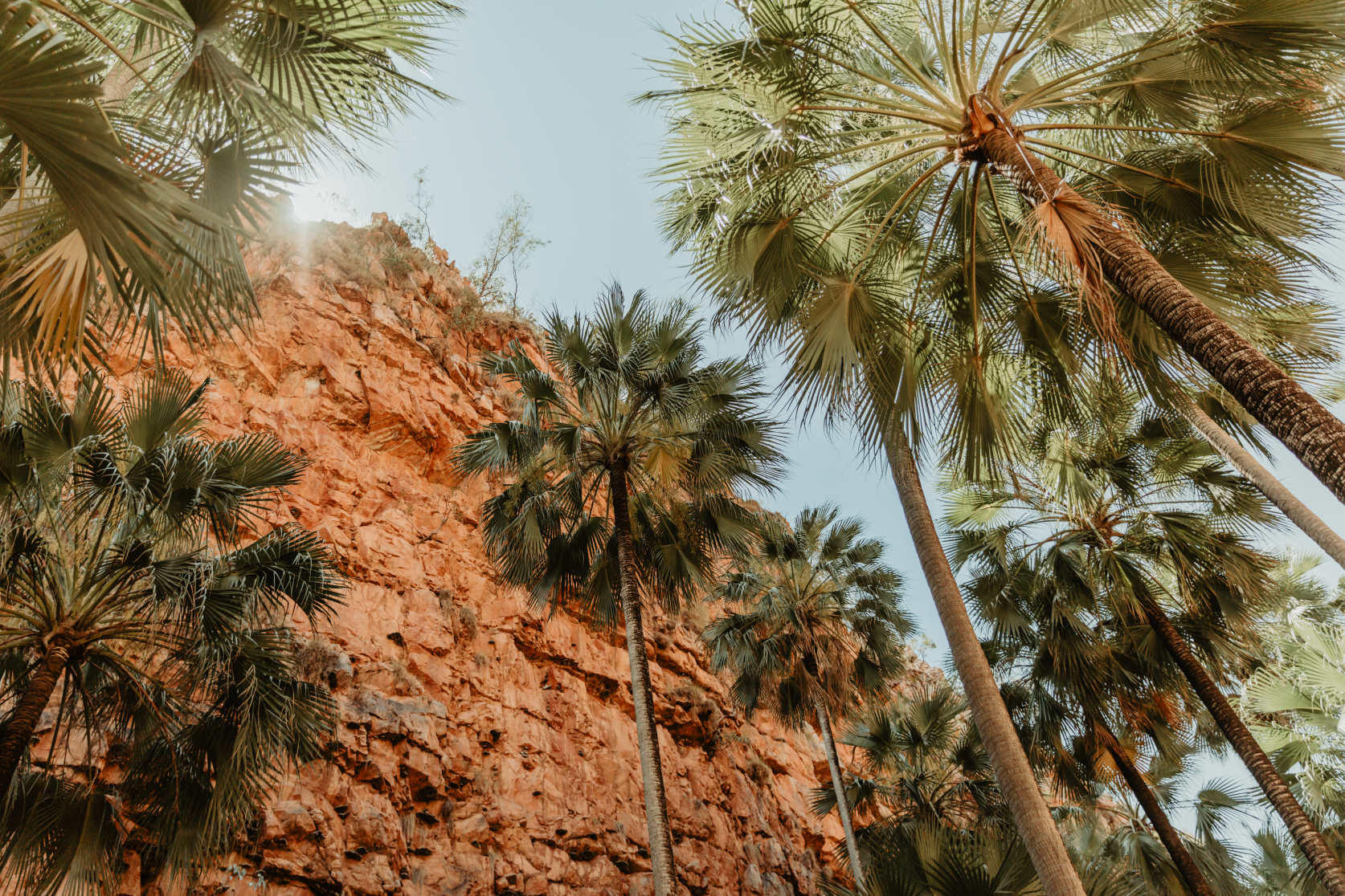 Australian Prints by Mackenzie Sweetnam. Tall palm trees in El Questro Western Australia.