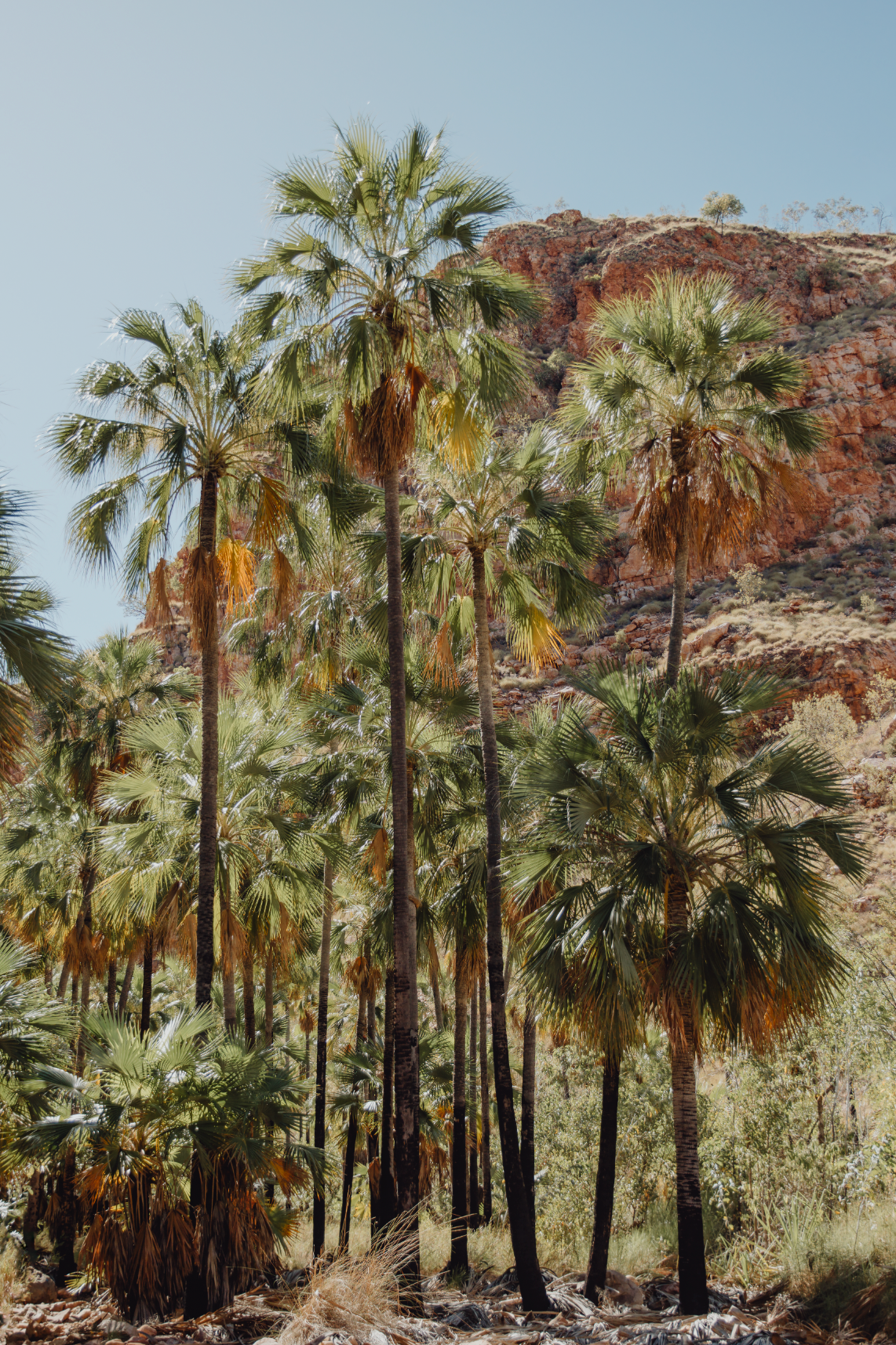 Australian Prints by Mackenzie Sweetnam. Tall palm trees in El Questro, Western Australia.