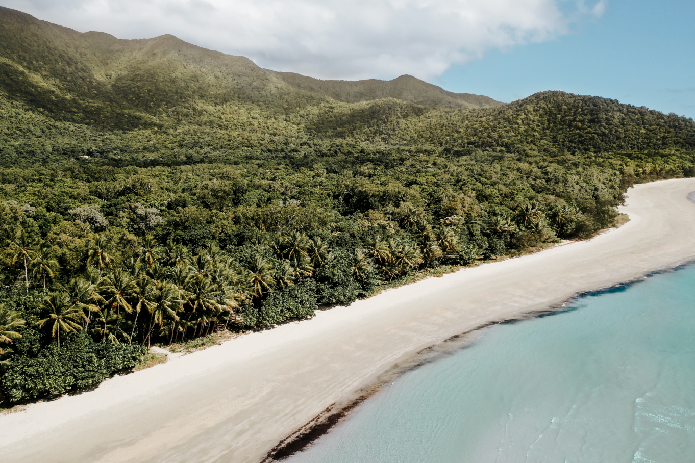 Australian Prints by Mackenzie Sweetnam. An aerial view of the amazing Cape Tribulation beaches with overhanging palm trees in Queensland, Australia.