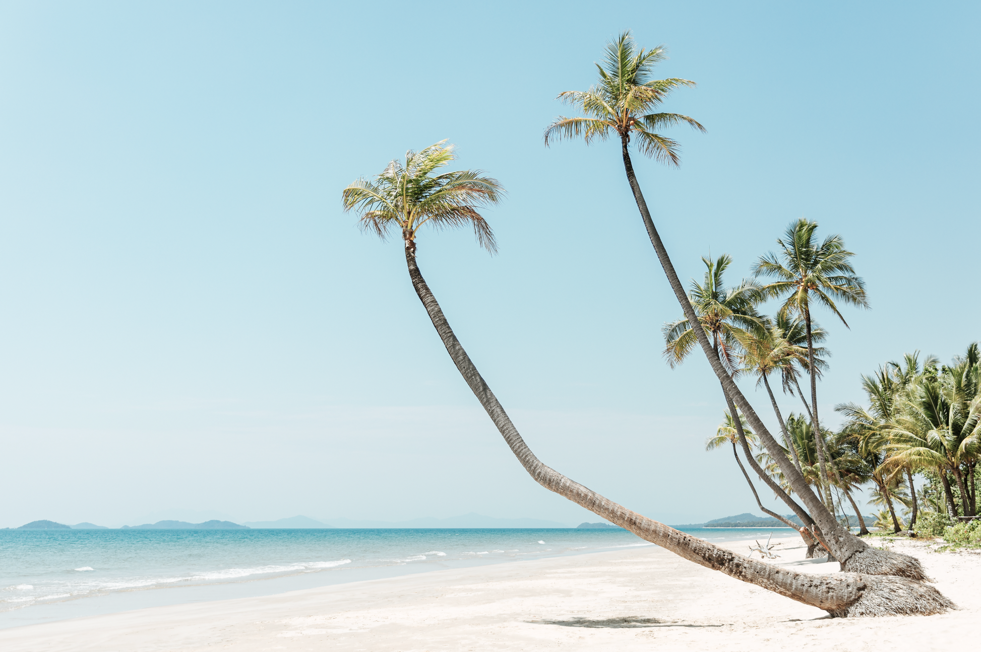 Australian Prints by Mackenzie Sweetnam. A scenic view of palm trees on Mission Beach, Queensland.